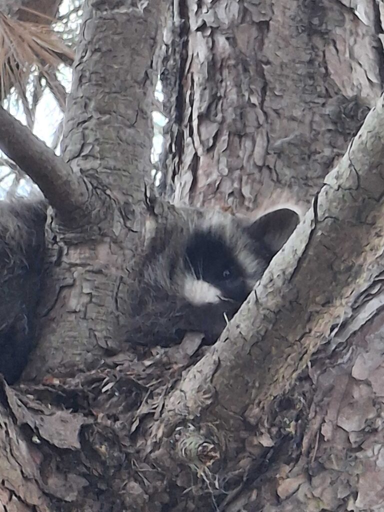 Wildlife Control Cottreville