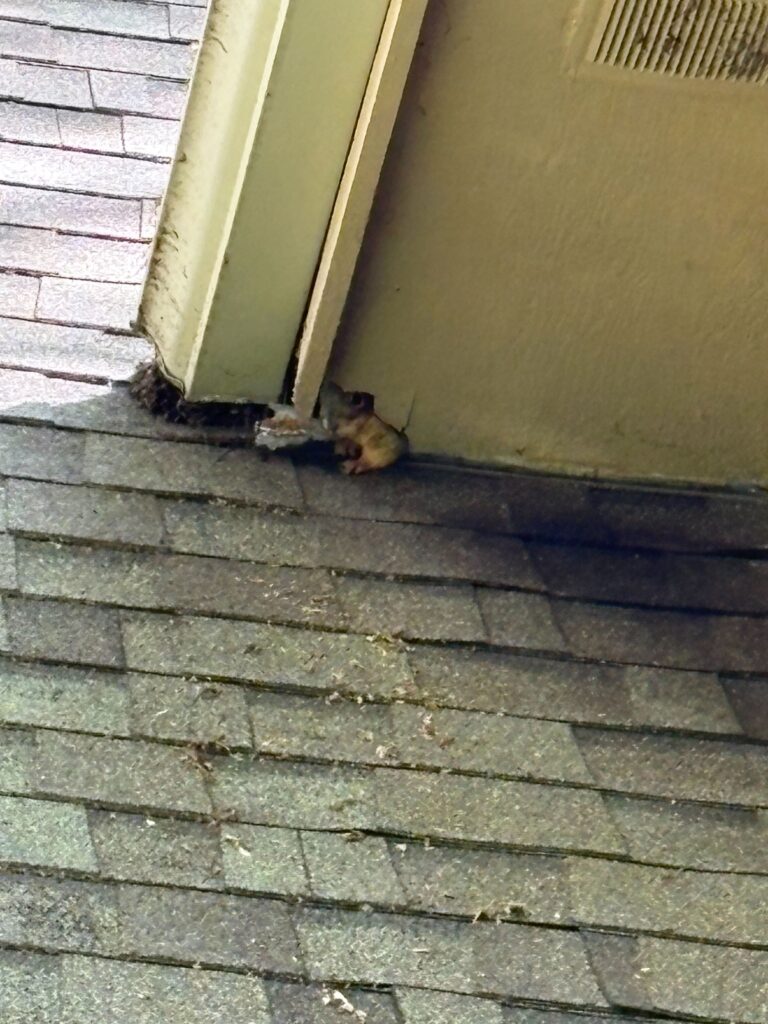 Wildlife Control Cottreville
